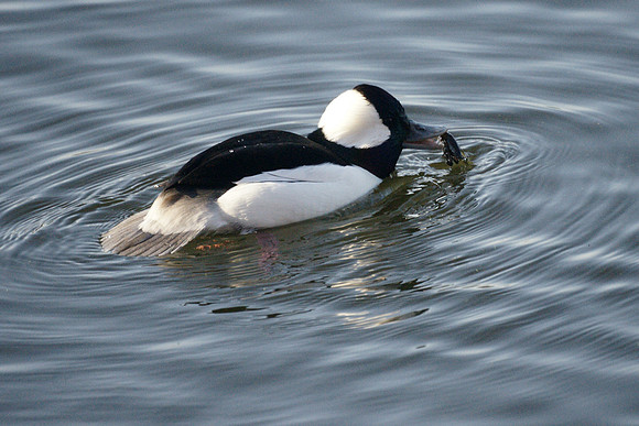Bufflehead and crawfish, Central Park Reservoir