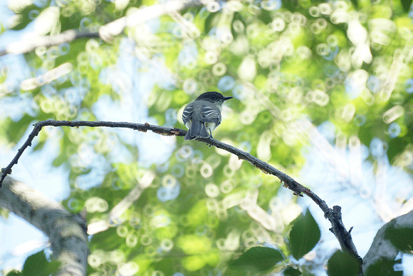 Eastern Phoebe, Central Park