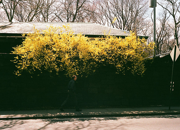 Forsythia, Central Park