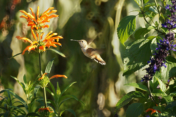Rufous Hummingbird, Central Park