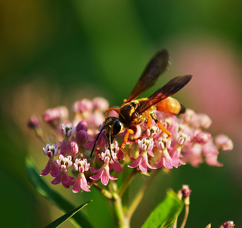 Great Golden Digger Wasp, Central Park, NY