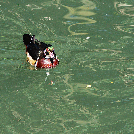 Solemn duck