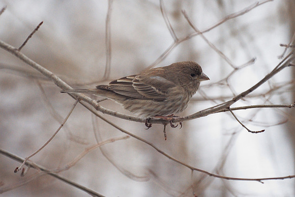 House Finch, Central Park
