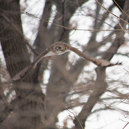 Cooper's Hawk taking off
