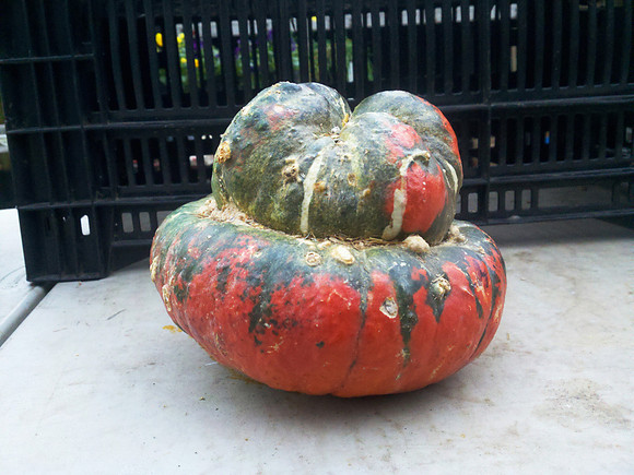 Squash, Union Square Greenmarket