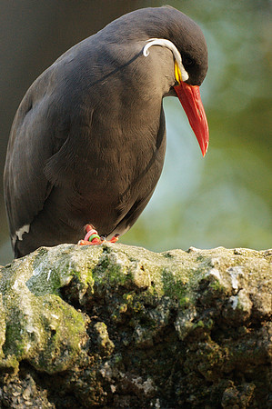Inca Tern