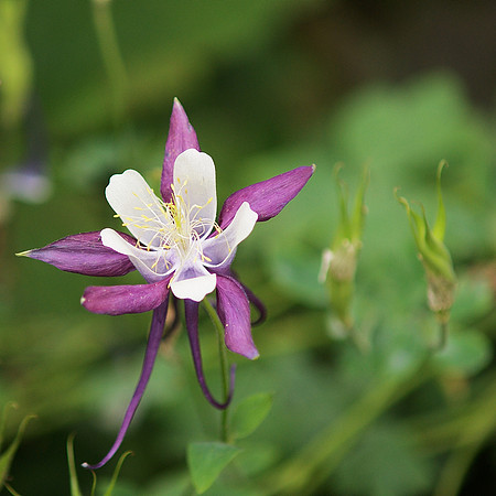 Columbine, Brooklyn Botanic Garden