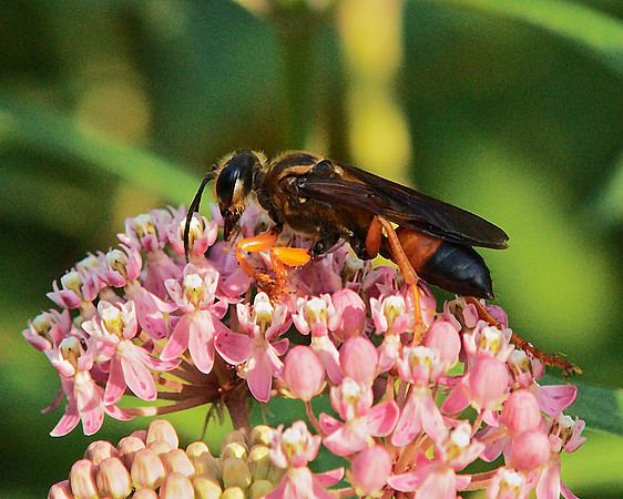 wasps come running for the great taste of milkweed nectar