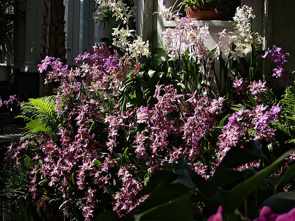 Flowerfall