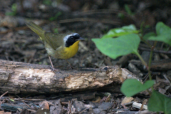Common Yellowthroat, Central Park