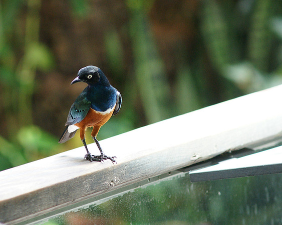 Superb Starling, Central Park Zoo