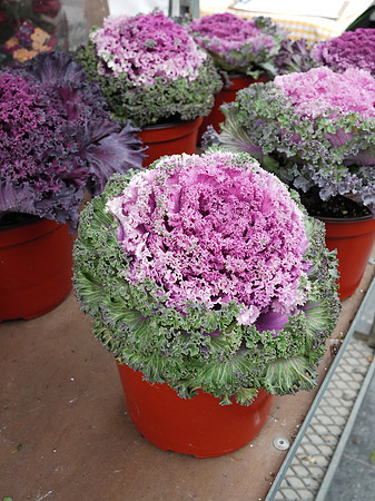 Ornamental cabbage