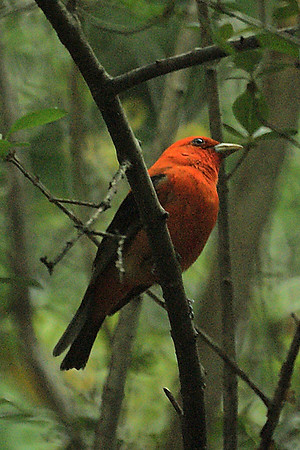 Scarlet Tanager