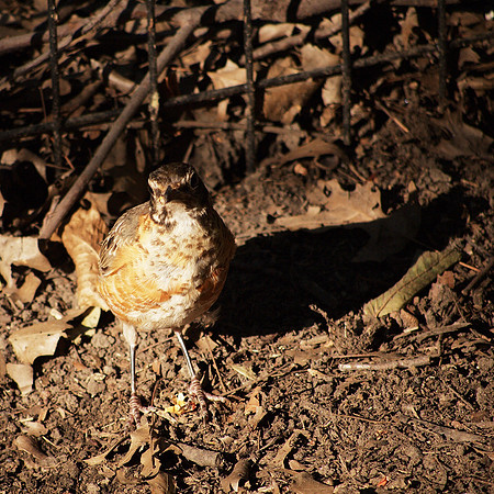 Young American robin