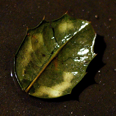 a frozen leaf on my front stoop