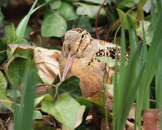 American Woodcock, Bryant Park