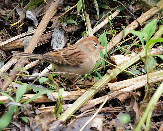 Field Sparrow, Central Park