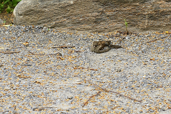 Sparrow, chillin'