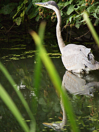 Great Blue Heron, Turtle Pond