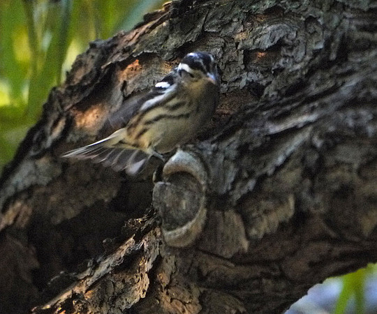 Black and White Warbler, Central Park