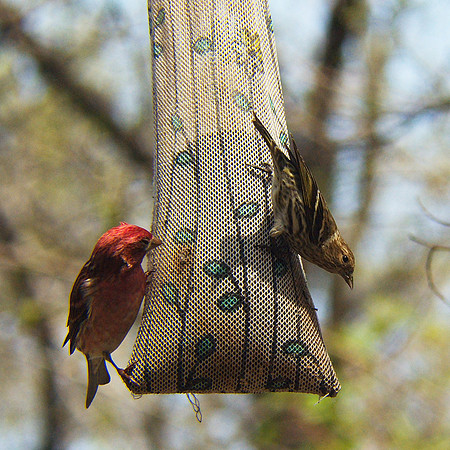 So a Purple Finch and a Pine Siskin went to a birdfeeder...