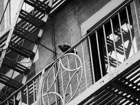 Pigeon, Yorkville
