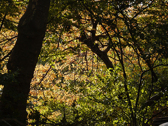 Leaves, Central Park