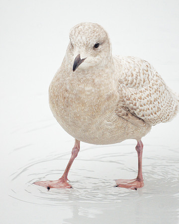 Iceland Gull, Central Park Lake