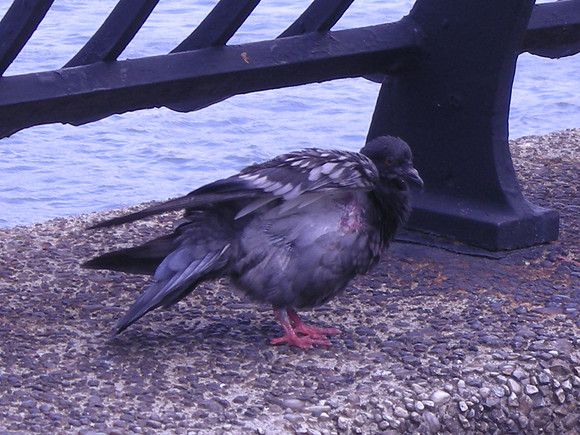 ruffled