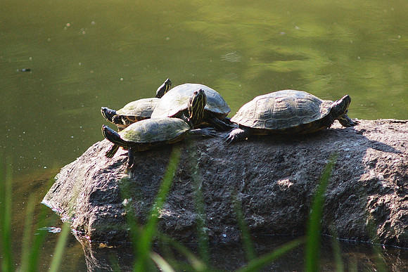 Genetically Normal Teenage Ninja Turtles