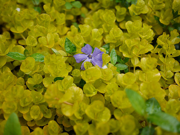 Individual