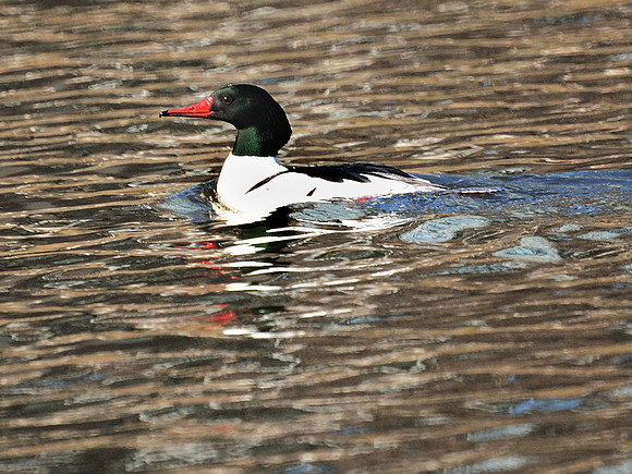 Common Merganser, Harlem Meer, Central Park