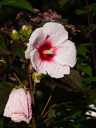 Hibiscus