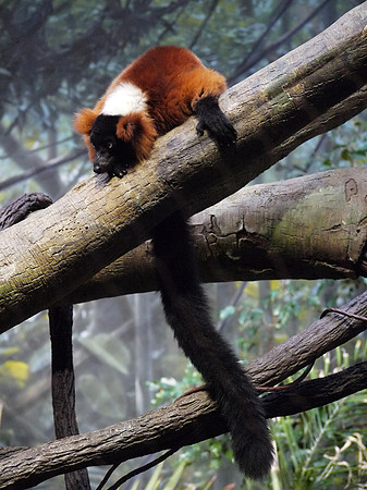 Red-ruffed Lemur, Bronx Zoo