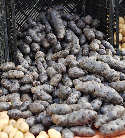 Purple fingerling potatos