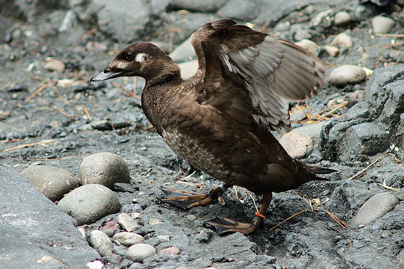 A flap