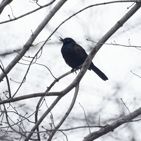 Grackle with injured beak, Central Park