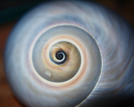 shell