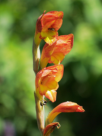 Wasps in the gladiolus