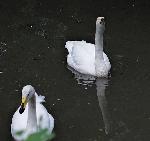 Whistling Swans, Central Park Zoo
