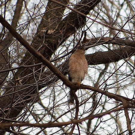 Cooper's Hawk, Central Park