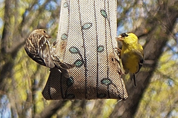 Pine Siskin and Goldfinch