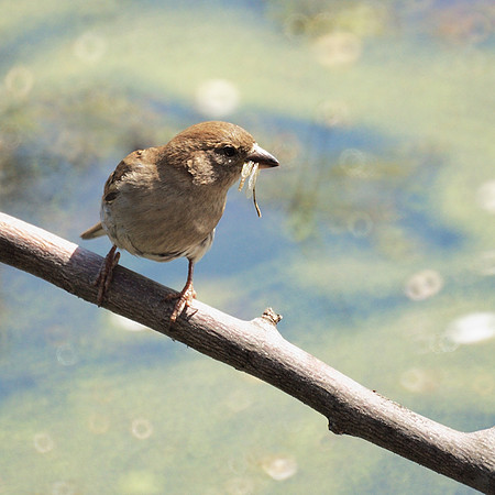 House Sparrow, NY Botanical Garden