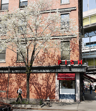 Callery Pear and fish market, Hell's Kitchen