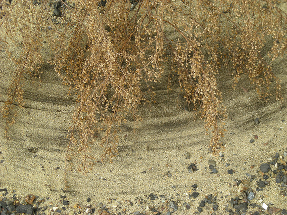 grooves in the sand