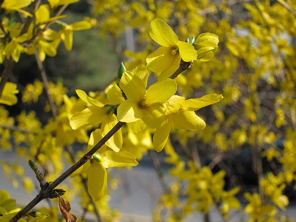 Forsythia, Central Park