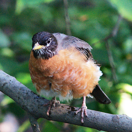 fluffed up