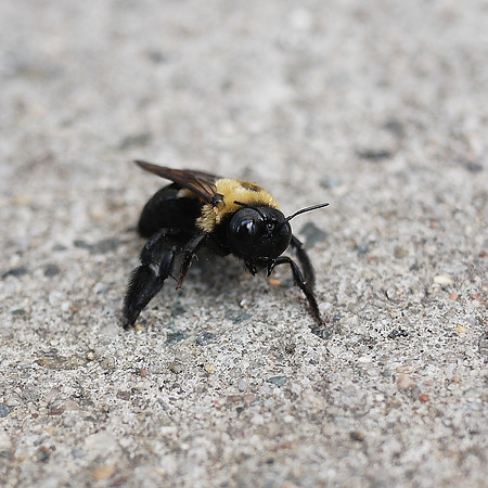 Bee on the sidewalk