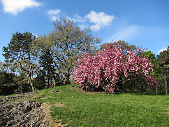 Cedar Hill, Central Park