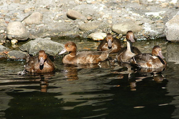 Goldeneye Youth Gang